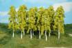 birch trees 14 cm / 14 pc