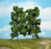 beech trees 18 cm / 2 pc