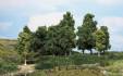 leafy trees 10-18 cm / 15