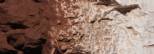 Burnt Umber Earth Colours