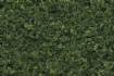 Medium Green Foliage