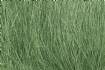 Medium Green Field Grass