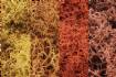 Autumn Mix Lichen