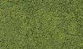 Light Green Coarse Turf (